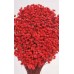 STAR FLOWERS Red 12" (BULK)-